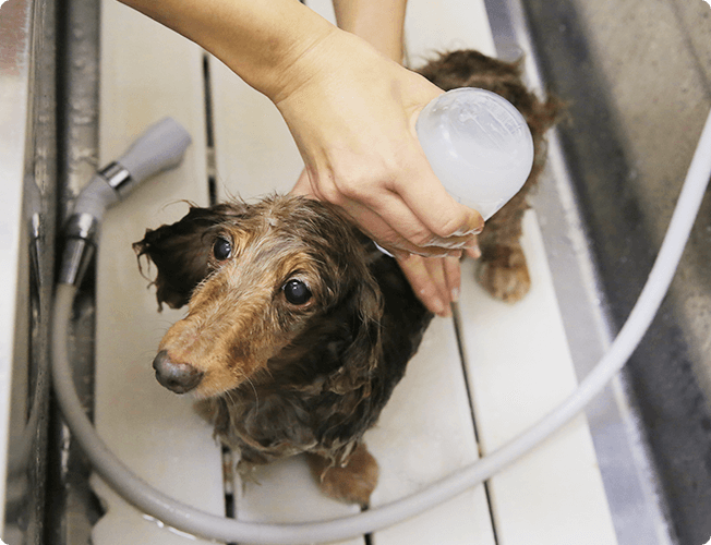 フルーツリンスのあと、ヘアサプリを適量手にとり、被毛全体によくなじませてください